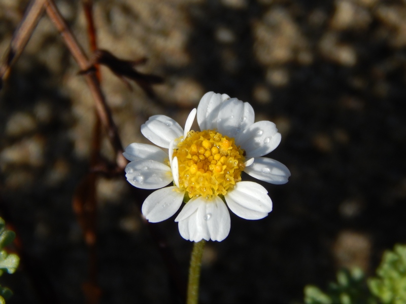 Anthemis maritima / Camomilla marina
